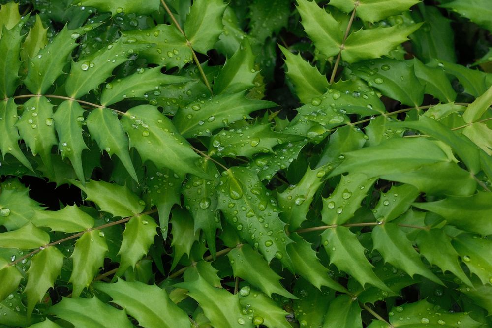 雨上がりの濃い緑の葉に、無数の水滴が残っている
