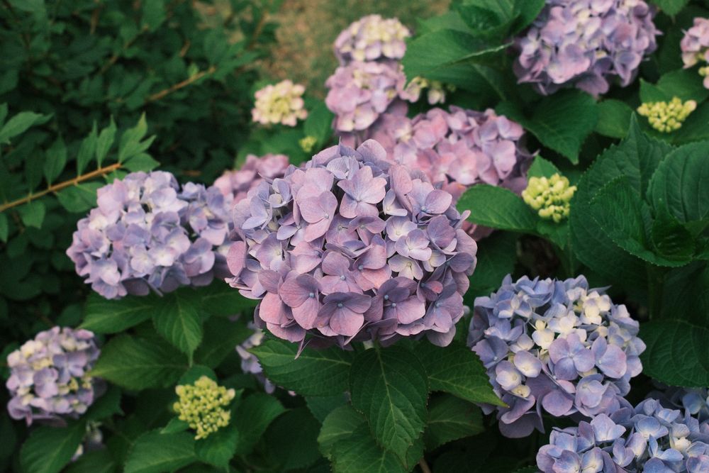 淡い紫と青が混ざったあじさいの花