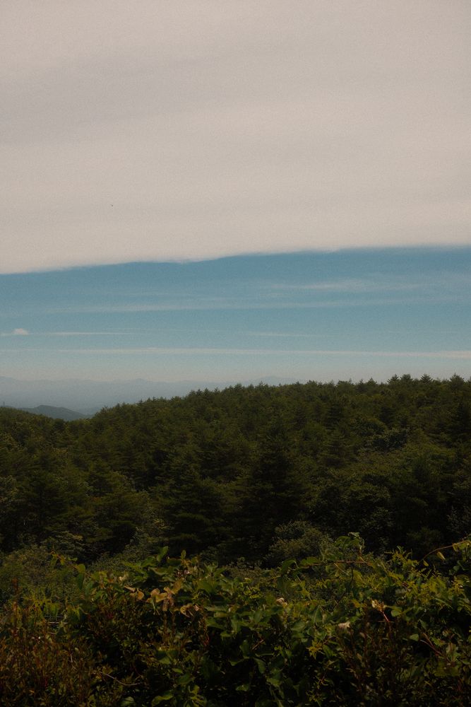 なだらかな森の丘と、その上に広がる薄曇りの空
