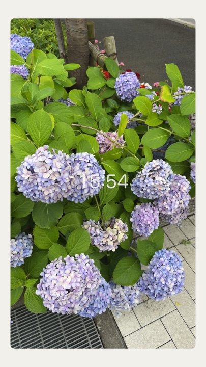 いつつで撮ったあじさいの動画の一場面
